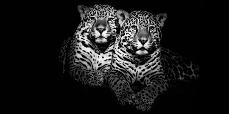 الأزواج والحياة المهنية