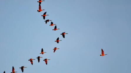 القيادة البدائية