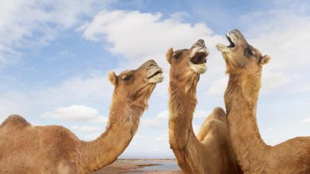 ما الفرق بين المسار المهني للذكور والإناث؟