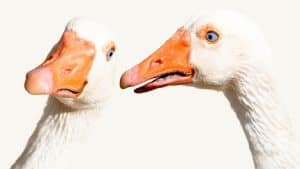 الثرثرة في العمل