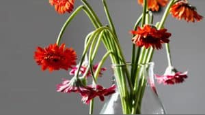 القائد المتسامح