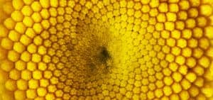 الكفاءات الأساسية في الشركة