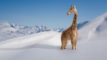 كيف أنجح في حياتي المهنية