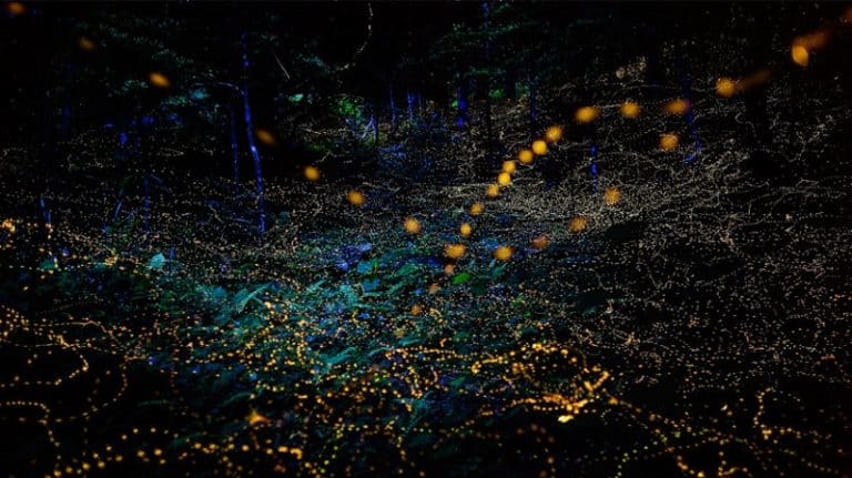 حقيقة المسار المهني للنساء