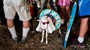 تحقيق النمو الوظيفي