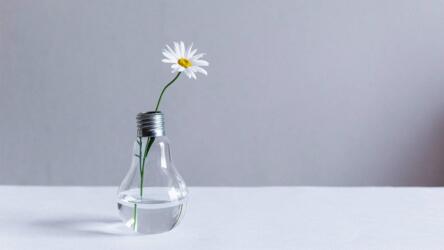 نمو الشركات الناشئة