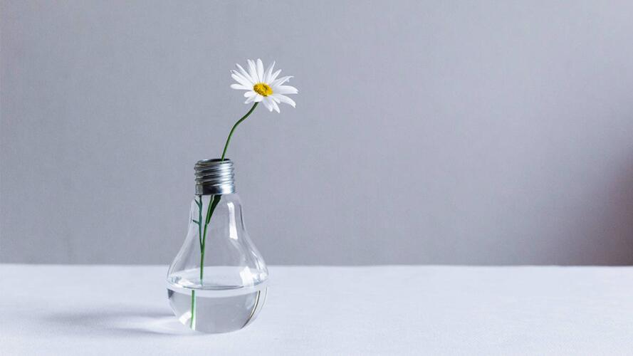 نمو الشركات الناشئة