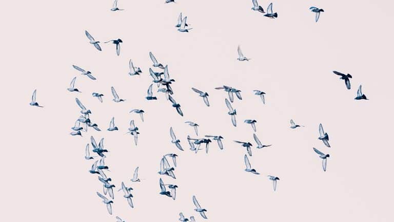 أهمية حرية العمل