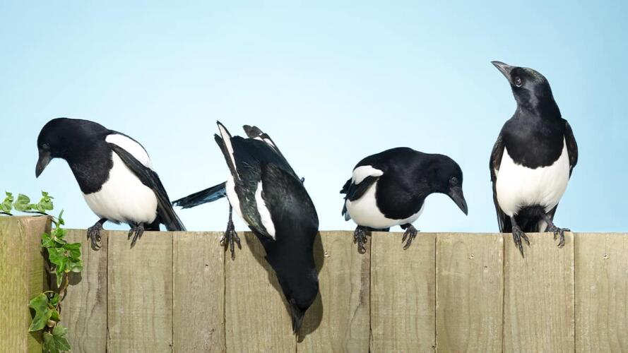 الشعور بالانتماء للفريق