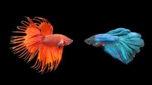 أسباب فشل الاندماج