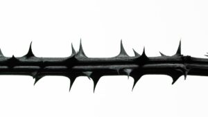 النزاهة في العمل