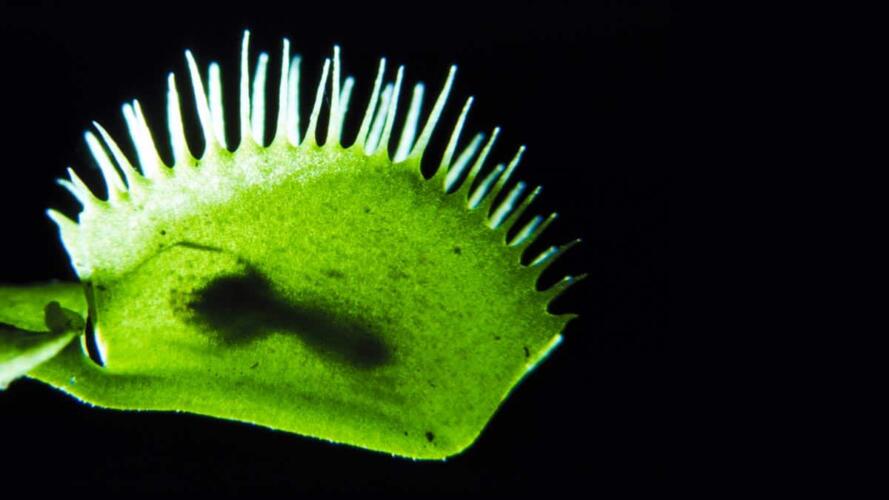 المفهوم الحديث للاستراتيجية