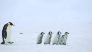 طرق التفويض الصحيحة