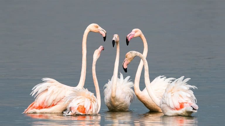 إدارة خلافات الشركات العائلية