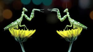 النزاع بين القادة