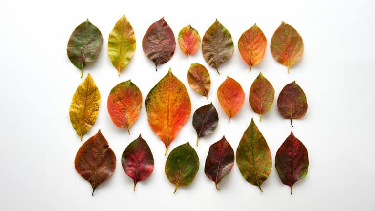 قادة التغيير