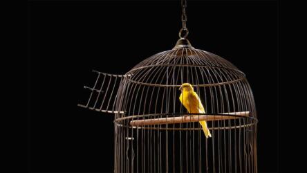 صعوبة تتبع الشغف