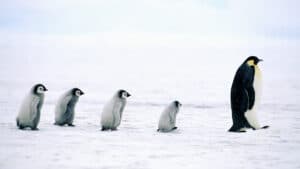 صفات القائد العظيم