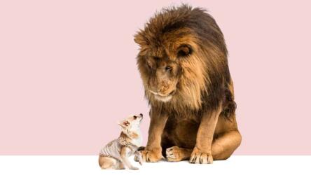 مخالف الرأي في مقابلة العمل