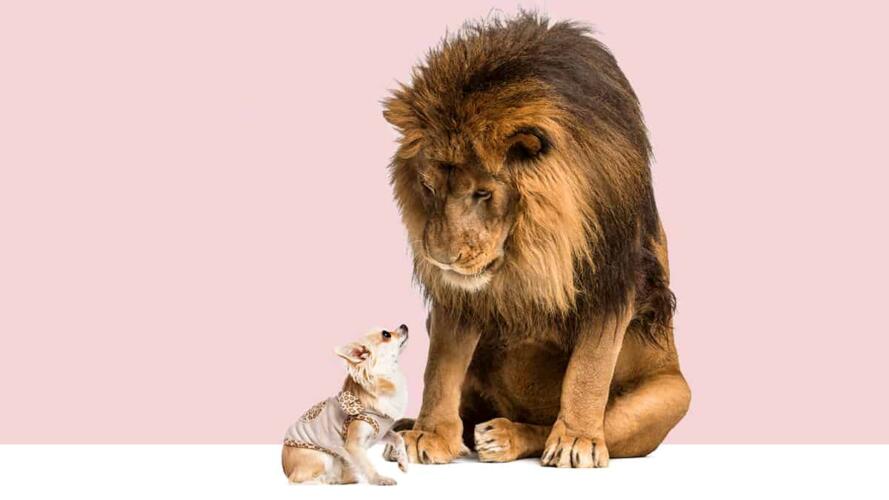 مخالف الرأي في مقابلة العمل