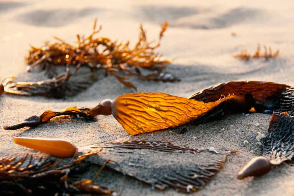 استنبات طحالب الكلب