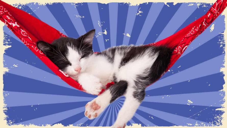 القيلولة المثالية