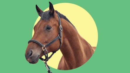 العلاج بركوب الخيل