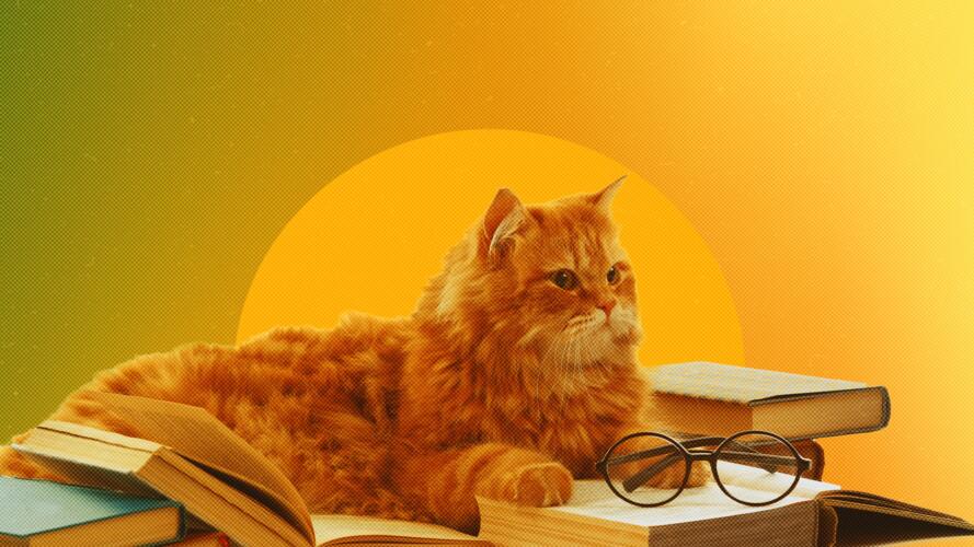 11 سلالة من أذكى القطط المعروفة