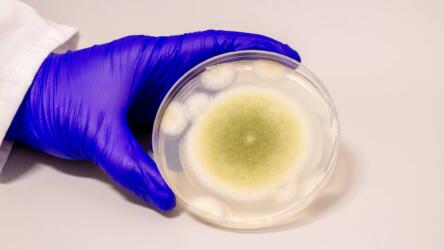 فطر لعنة الفراعنة سلاح محتمل لمكافحة السرطان