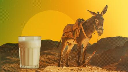 الحليب الأشبه بحليب الأمهات: تعرف إلى خصائص حليب الحمير وفوائده