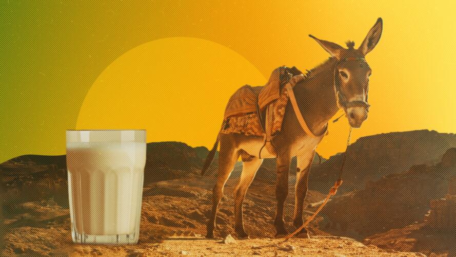 الحليب الأشبه بحليب الأمهات: تعرف إلى خصائص حليب الحمير وفوائده