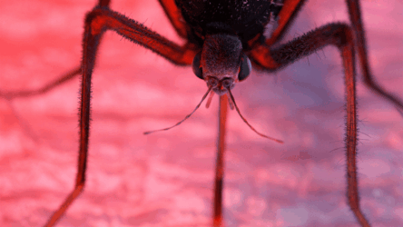 ثورة بيولوجية في مكافحة البعوض: بكتيريا بحرية تقتل اليرقات خلال 24 ساعة