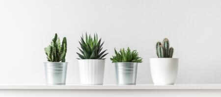 نباتات عصارية تضيء الشوارع في الظلام بدلاً من الإنارة الصناعية