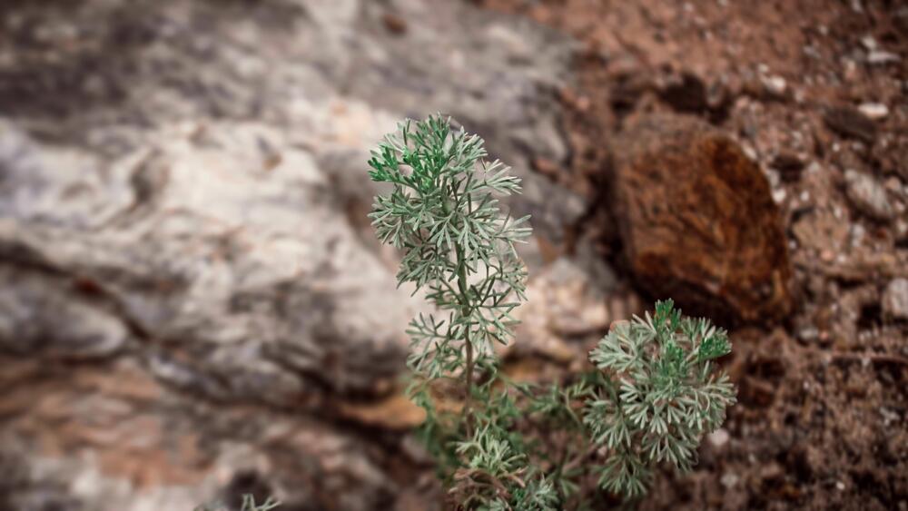 بحث من جامعة الشارقة يكشف عن نبات شائع في المنطقة العربية بقدرات علاجية لسرطان القولون