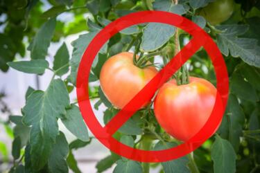 لا تأكل الطماطم من السوق دون غسلها جيداً