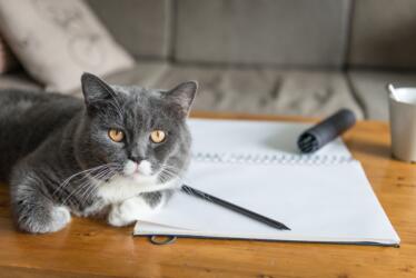 هل قطتك تحاول إخبارك بشيء؟ تعرّف إلى لغتها!