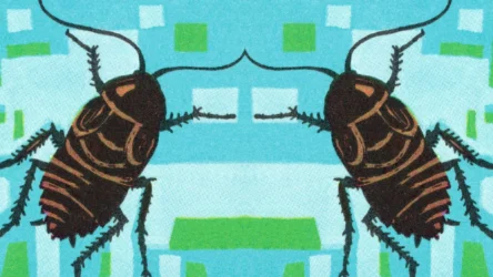 لماذا تتمتع الصراصير بقدرة هائلة على الصمود؟