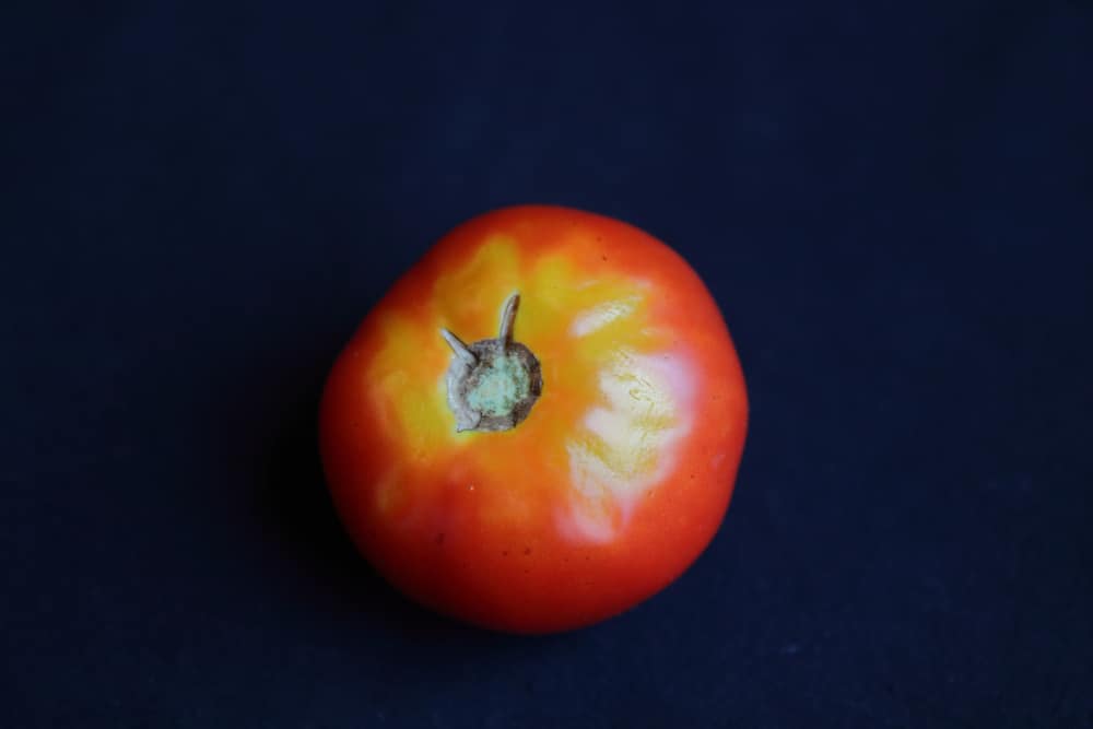 لماذا تحتوي ثمار الطماطم على بقع صفراء؟