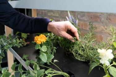 تعلم البستنة المستدامة من خلال الزراعة المائية المنزلية