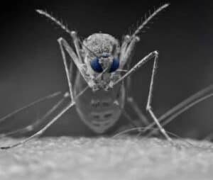 مكافحة البعوض في السعودية