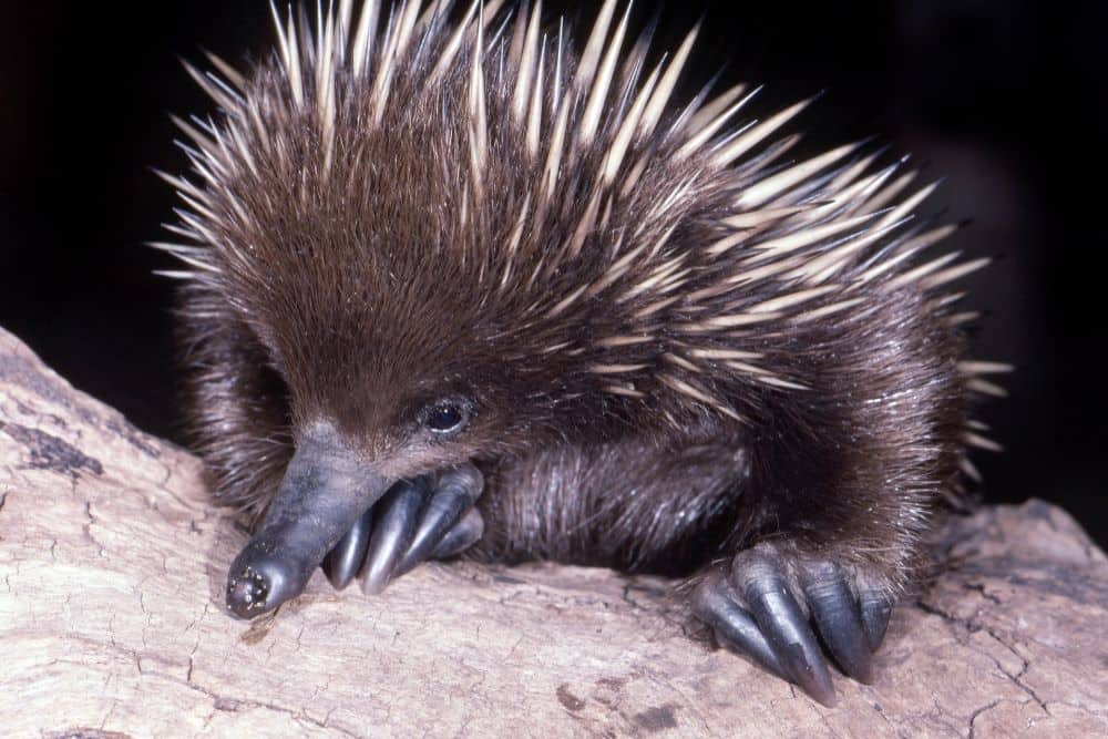 ردة فعل الأوساط العلمية على الاكتشاف في القرن التاسع عشر