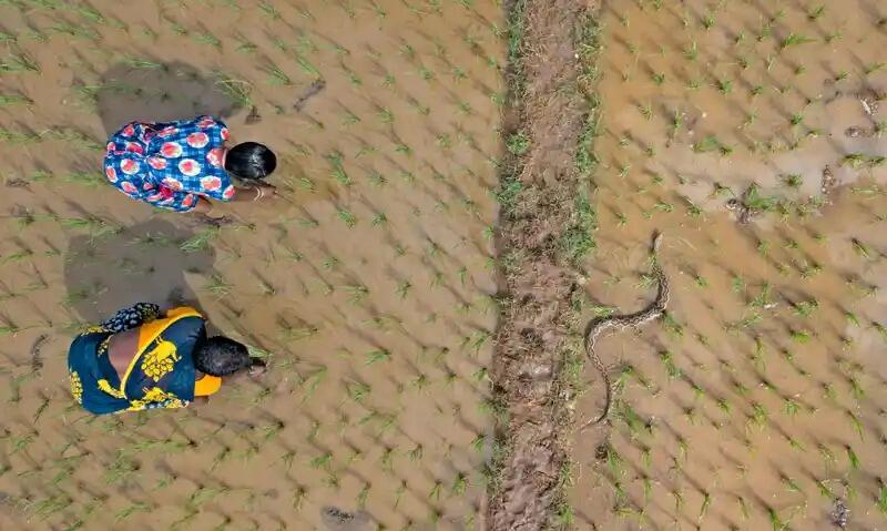 نساء من قبيلة إيرولا يعثرن على أفعى راسيلي في ولاية تاميل نادو الهندية. تشير الأبحاث التي جمعها نانيشوار سي آتش وفريقه إلى أن الأشخاص أكثر عرضة للتعرض للدغات الثعابين على أرجلهم عندما يمشون عبر الحقول الزراعية حافي الأقدام. مصدر الصورة: نانيشوار/صندوق بنك كروكودايل في مدراس