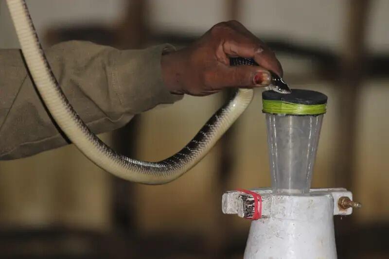 صورة لأحد أفراد قبيلة إيرولا، كيه موتو، يستخرج السم من أحد ثعابين الكريت الرائجة في جمعية صائدي الثعابين التعاونية الصناعية. تنتج شركات تصنيع مضادات السموم في الهند 8 ملايين قارورة سنوياً من سموم مشابهة لهذا السم توفّر جمعية صائدي الثعابين التعاونية الصناعية أغلبيتها. مصدر الصورة: نانيشوار/صندوق بنك كروكودايل في مدراس