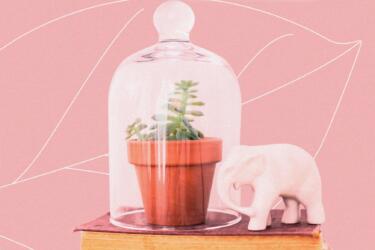 كيف تحافظ على حياة نباتاتك المنزلية صيفاً؟