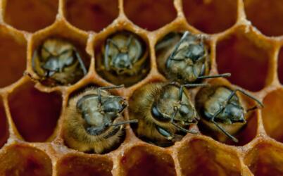 ما هو دور البكتيريا في بقاء نحل العسل؟