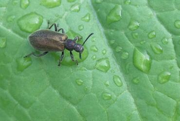 نوعٌ من الخنافس طوّر طريقة بارعة لحماية البكتيريا في أثناء تحوله