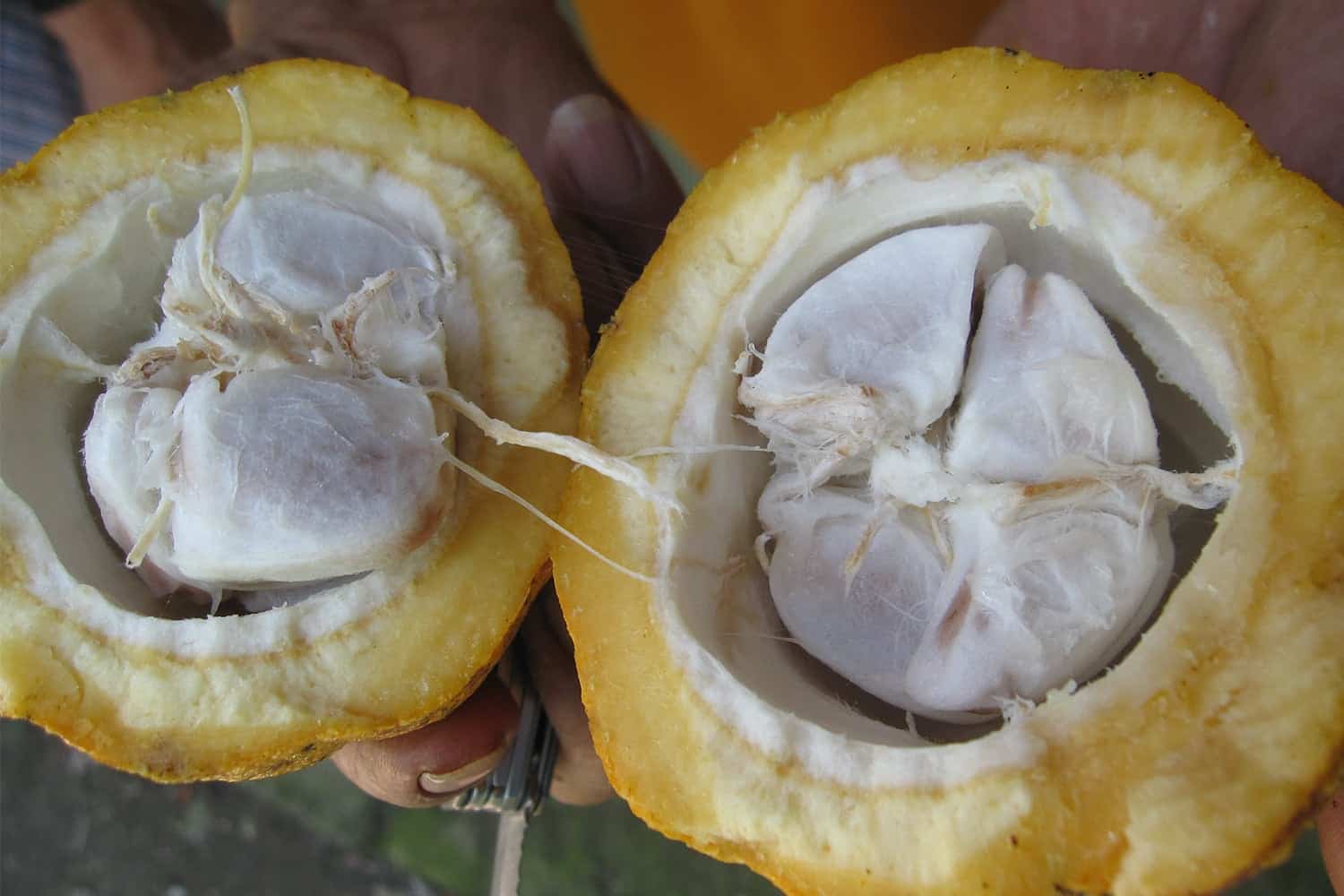 حبة كاكاو مقسومة لنصفين وتحتوي على بذور بيضاء.