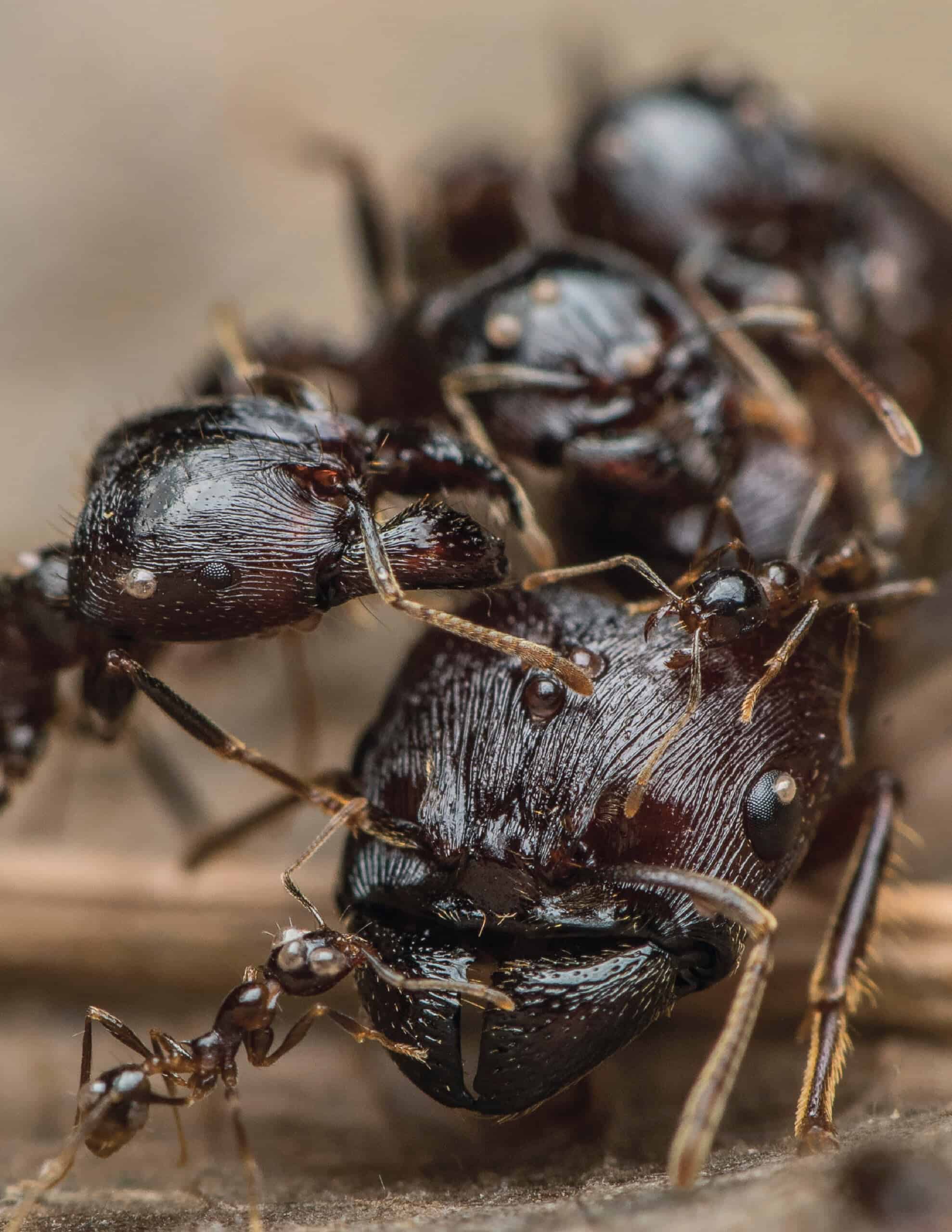 How many ants are there on Earth? Thousands of billions.
