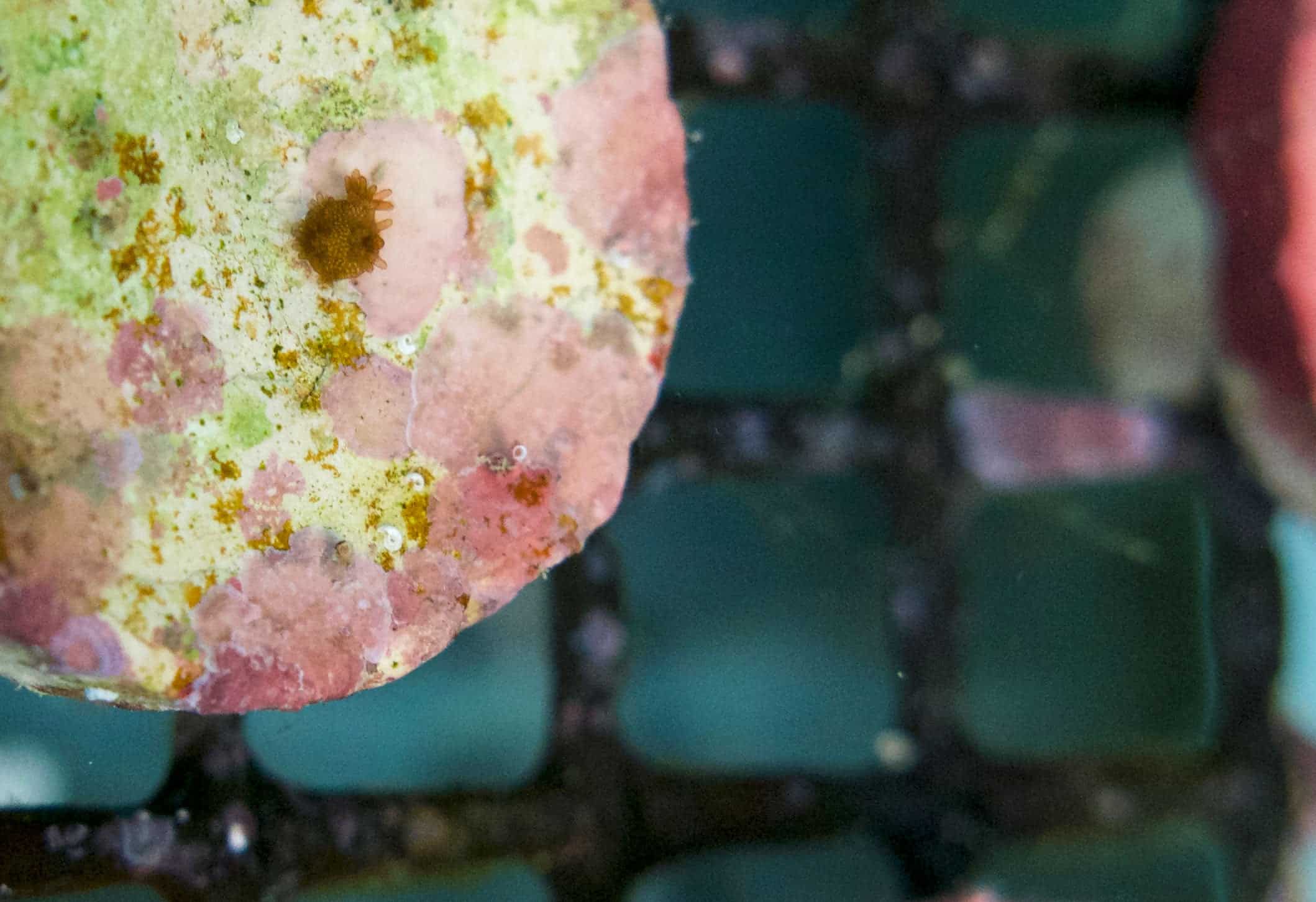 Scientists grow stunning, endangered coral in a lab