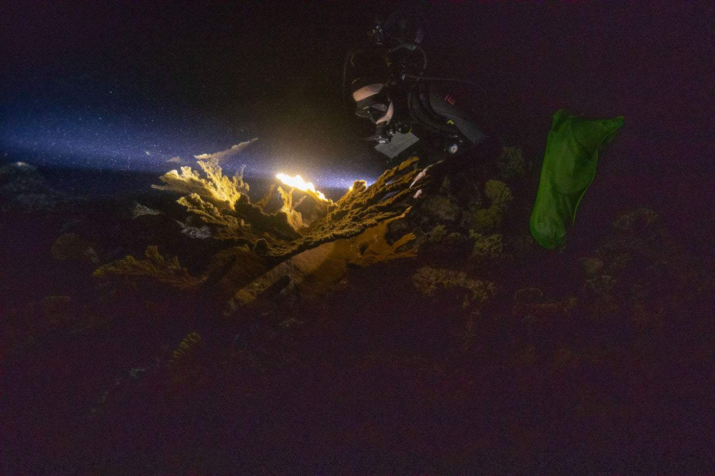 Scientists grow stunning, endangered coral in a lab